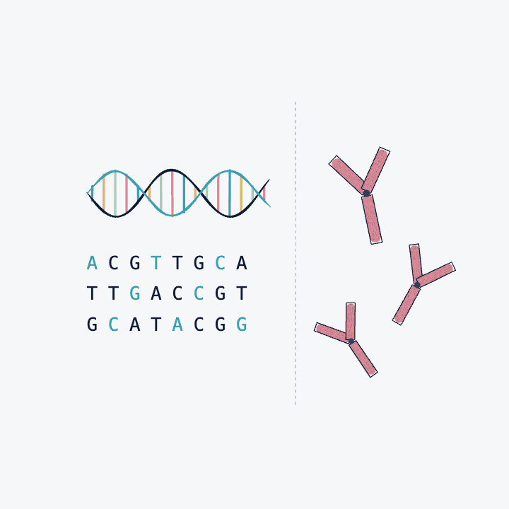 Ink drawing of a DNA ladder becoming rows of letters, beside three antibodies.